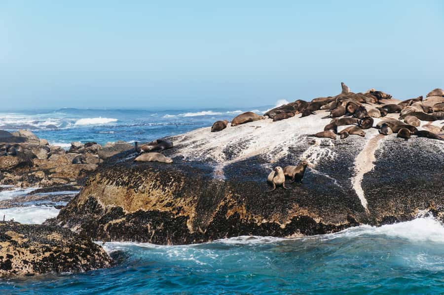 From Cape Town: Cape Peninsula & Boulders Penguin Beach Tour - Noordhoek Farm Village gives you a useful break