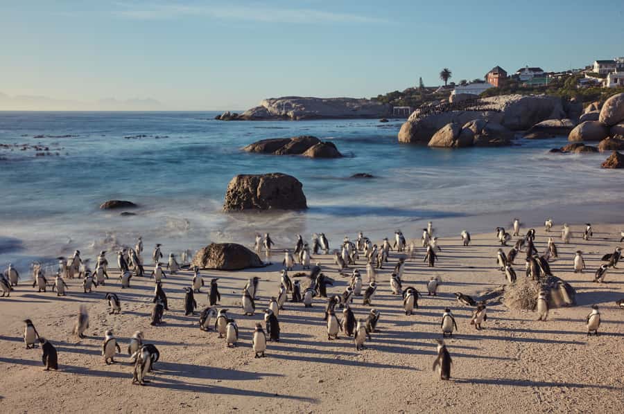 From Cape Town: Cape Point and Boulders Beach Full-Day Tour - The scenic return through Ou Kaapse Weg