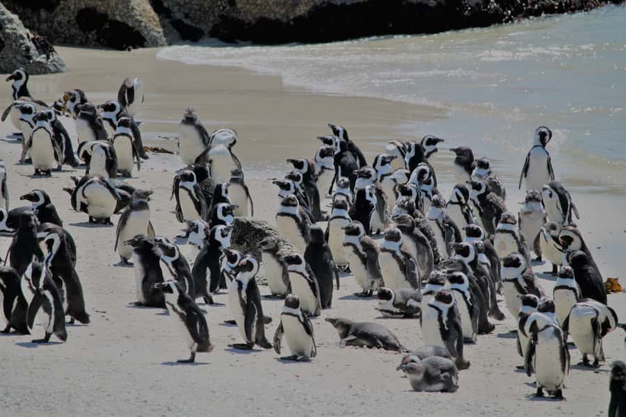 From Cape Town: Cape Point and Boulders Beach Half-Day Tour - Key points at a glance