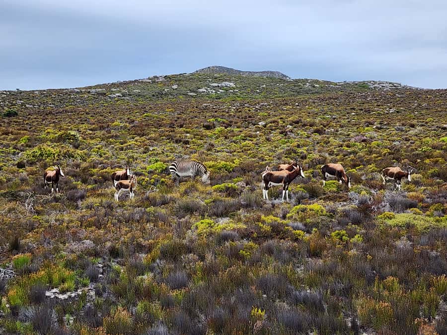 From Cape Town: Cape Point and Boulders Beach Half-Day Tour - Boulders Beach and the African penguins