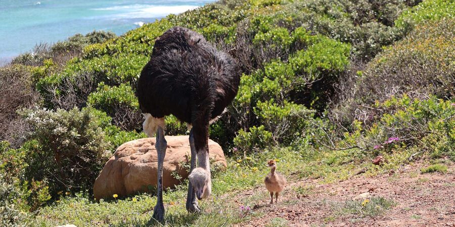 From Cape Town: Cape Point and Boulders Beach Half-Day Tour - Why the guides matter