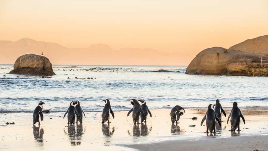 From Cape Town: Cape Point & Boulders Beach Full-Day Tour - Why this Cape Peninsula day trip works