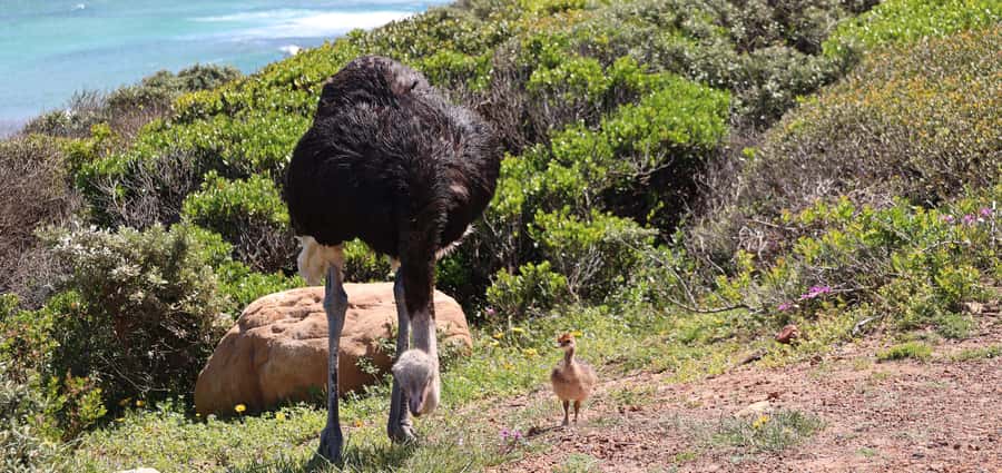 From Cape Town: Cape Point & Boulders Beach Full-Day Tour - Chapman’s Peak Drive and the Cape road