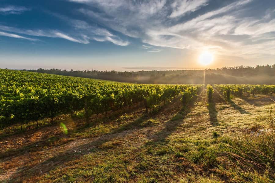 From Cape Town: Cape Winelands Full-Day Private Tour - Drakenstein Prison and Mandela’s monument