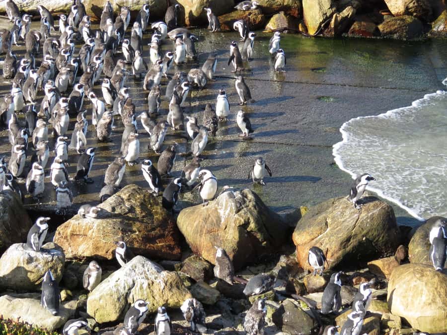 From Cape Town: Full-Day Cape Agulhas Private Tour - Should you book the Cape Agulhas tour?