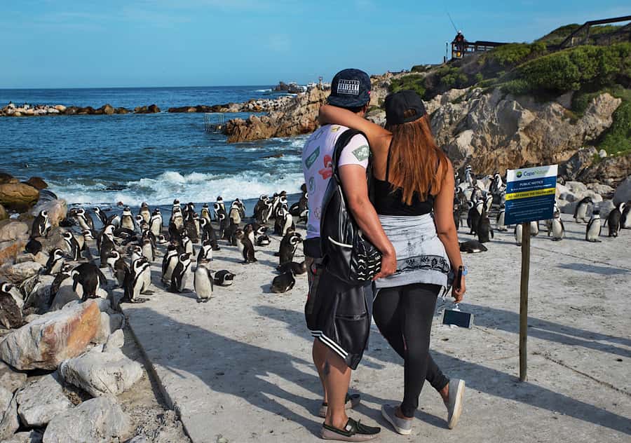 From Cape Town: Full-Day Cape Agulhas Private Tour - Pickup in Cape Town and the private vehicle