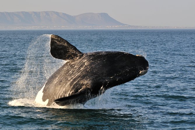 From Cape Town: Full Day Guided Hermanus and Whale Tour - Key points at a glance