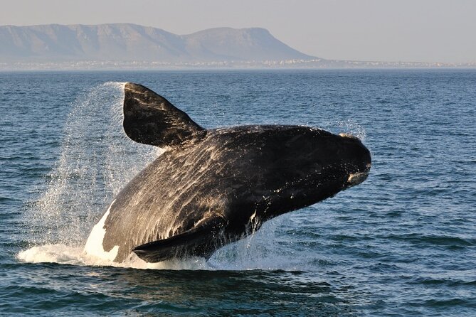 From Cape Town: Full Day Guided Hermanus and Whale Tour - What the $51.47 price really covers
