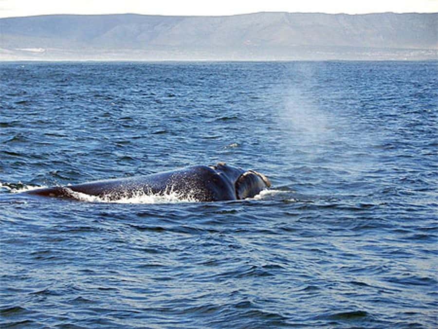From Cape Town: Full-Day Hermanus Whale Watching Tour - Why Hermanus is worth the long day