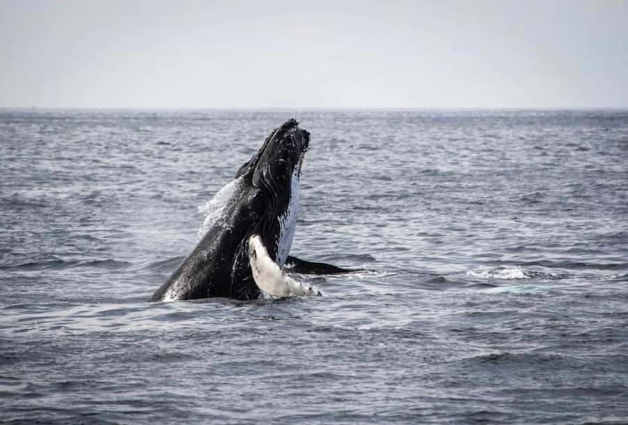 From Cape Town: Full-Day Hermanus Whale Watching Tour - Elgin and Sir Lowry’s Pass on the return
