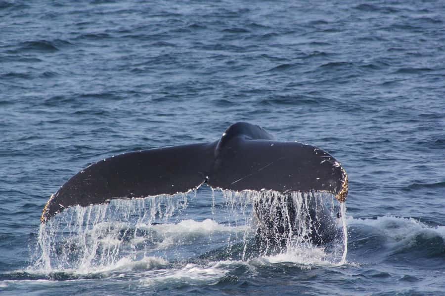 From Cape Town: Full-Day Hermanus Whale Watching Tour - Who will get the most from this day