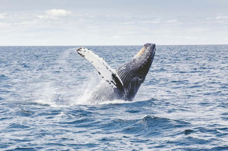 From Cape Town: Full Day Hermanus Whale Watching Tour - The road from Cape Town to the coast