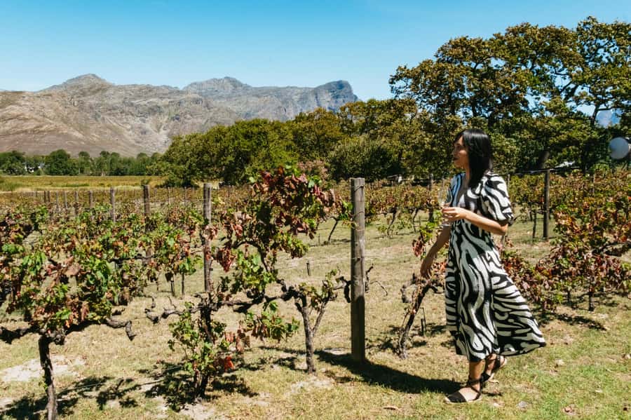 From Cape Town: Full Day Winelands Tour with wine tastings - Why this Winelands day works
