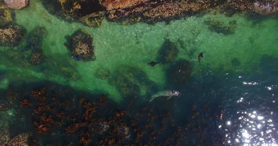 From Cape Town: Glass-Bottom Boat Seal Watching Tour - Small details that improve the outing