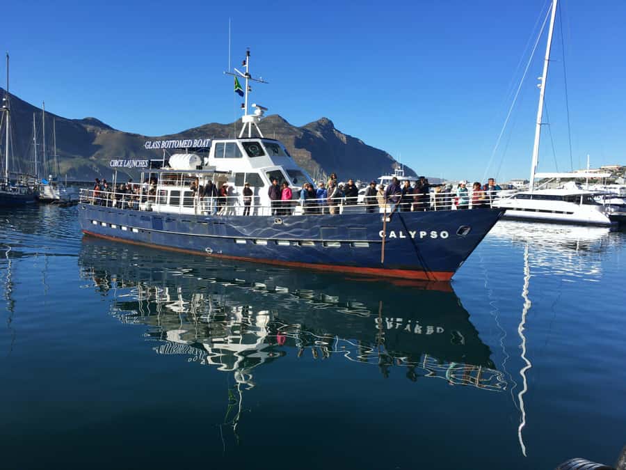 From Cape Town: Glass-Bottom Boat Seal Watching Tour - The truth about the glass-bottom viewing