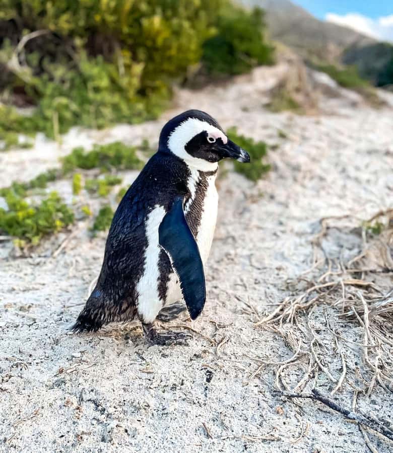 From Cape Town: Half Day Cape Point & Penguins Tour - Who will get the most from it