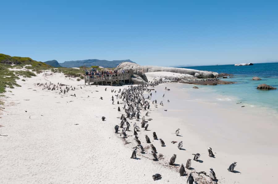 From Cape Town: Half Day Cape Point & Penguins Tour - Should you book this Cape Point and penguins tour?