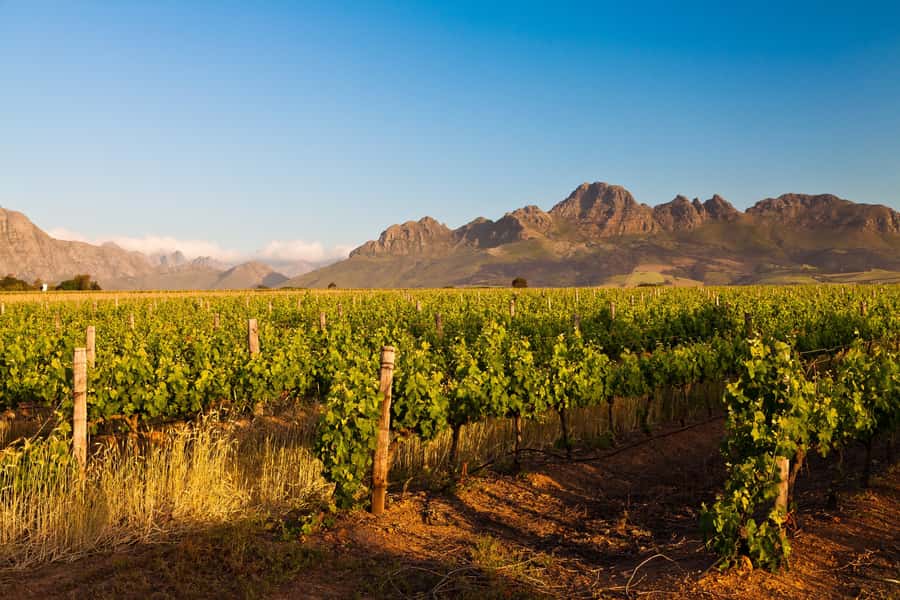 From Cape Town: Half Day Winelands Tour with winetasting - Entering Stellenbosch along Dorp Street