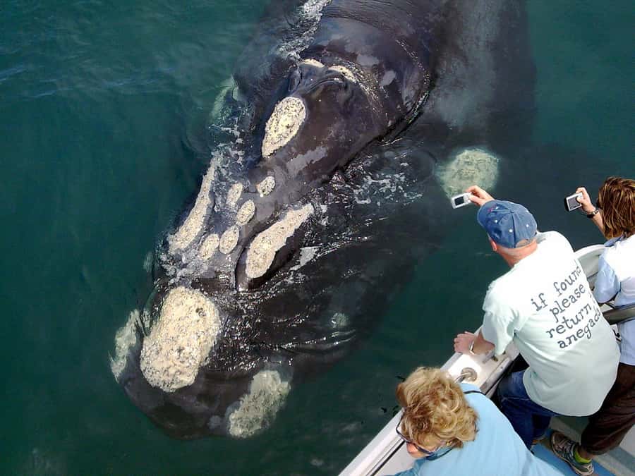 From Cape Town: Hermanus Whale Watching Boat Trip - Why the whale nursery near Hermanus matters