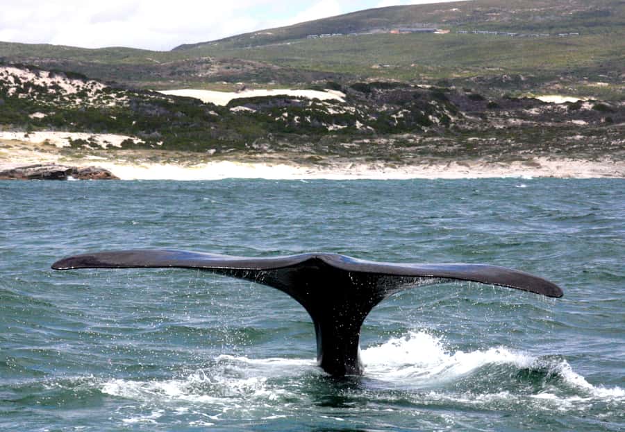 From Cape Town: Hermanus Whale Watching Boat Trip - A speedboat with room to move