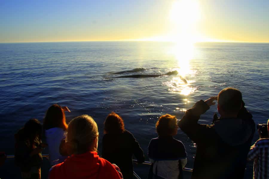 From Cape Town: Hermanus Whale Watching Boat Trip - The animal-friendly way to watch whales