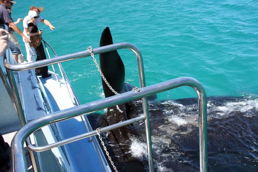 From Cape Town: Hermanus Whale Watching Boat Trip - Timing, weather, and the best season