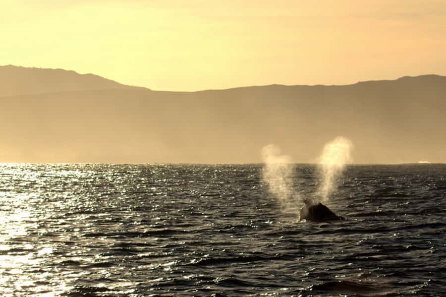 From Cape Town: Hermanus Whale Watching Boat Trip - Food, drinks, and the missing lunch break