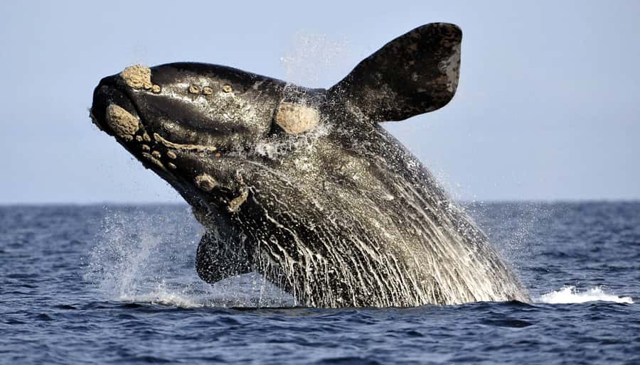 From Cape Town: Hermanus Whale Watching Boat Trip - The early drive from Cape Town to Gansbaai