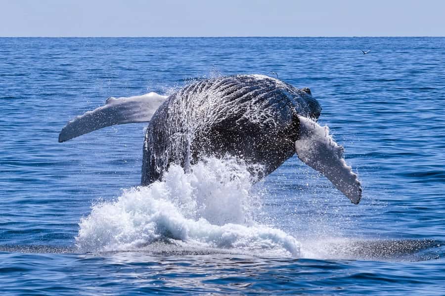 From Cape Town: Hermanus Whale Watching Full Day Tour - Starting in Cape Town with several pickup choices