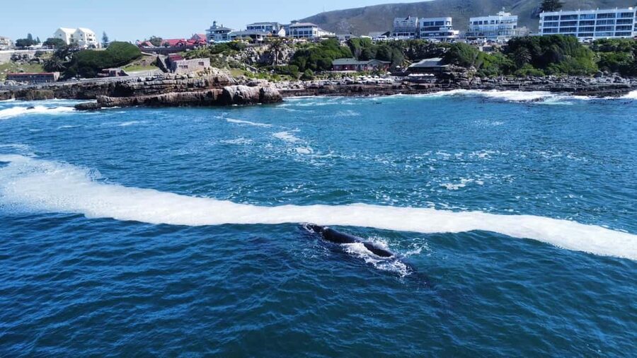 From Cape Town: Hermanus Whale Watching Tour with Boat Trip - Key points at a glance