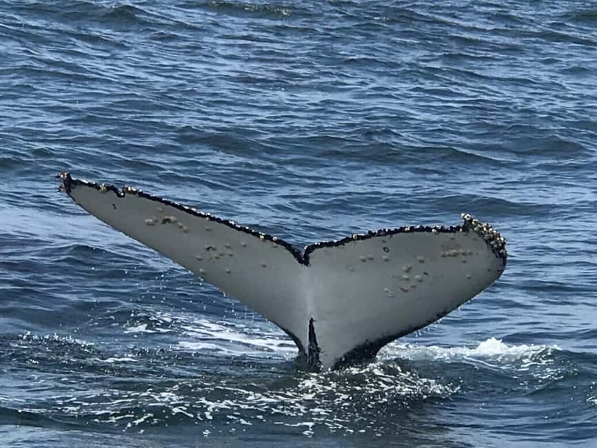 From Cape Town: Hermanus Whale Watching Tour with Boat Trip - Why Hermanus makes a strong whale-watching base
