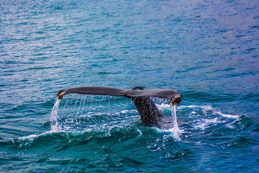 From Cape Town: Hermanus Whale Watching Tour with Boat Trip - What the $219 price really buys you
