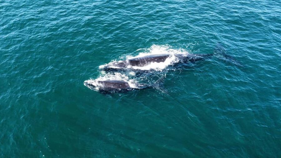 From Cape Town: Hermanus Whale Watching Tour with Boat Trip - The two-hour road from Cape Town to Hermanus