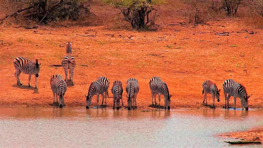 From Cape Town: Kruger National Park 2-Day Safari Trip - Key points to know