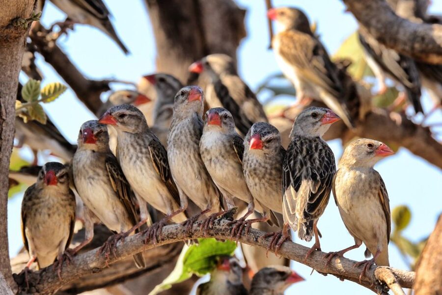 From Cape Town: Kruger National Park 2-Day Safari Trip - A quick route from Cape Town to Kruger