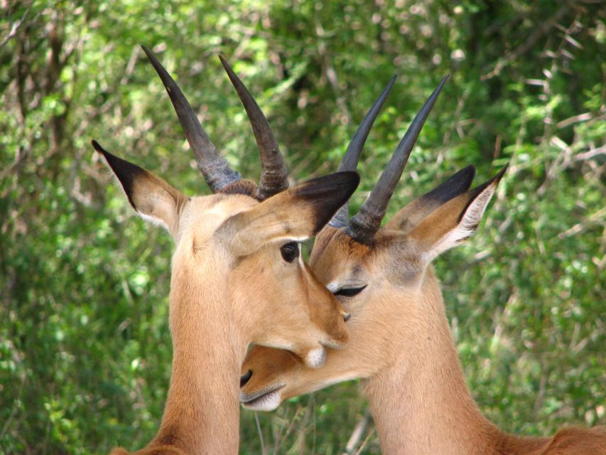 From Cape Town: Kruger National Park 2-Day Safari Trip - Hazyview overnight: useful rest, not extra safari time