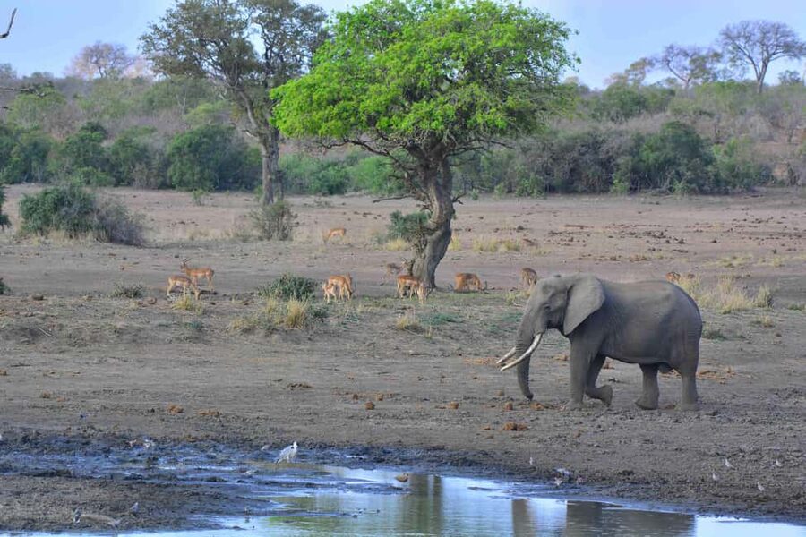 From Cape Town: Kruger National Park 2-Day Safari Trip - What the guides add to the experience
