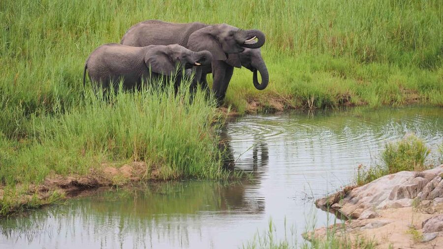 From Cape Town: Kruger National Park 2-Day Safari Trip - My call: convenient, thrilling, and very short