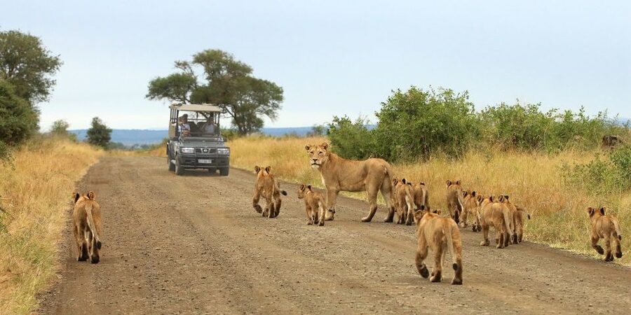 From Cape Town: Kruger National Park 2-Day Safari Trip - Day one: flight, road transfer, and an afternoon in Kruger