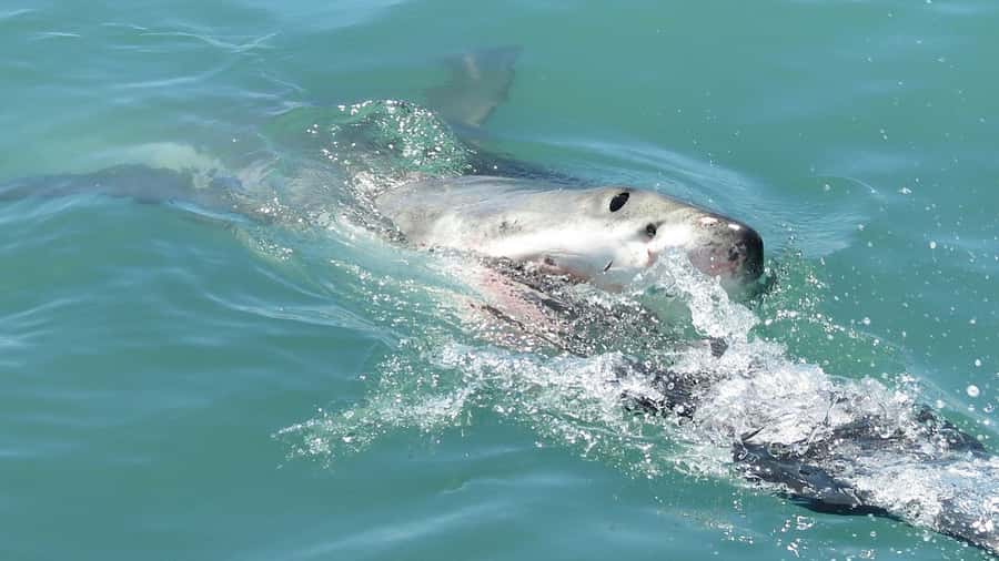From Cape Town: Shark Cage Diving and Penguin Tour - Key points to know before booking
