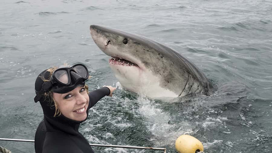 From Cape Town: Shark Cage Diving and Penguin Tour - A very early start from Cape Town