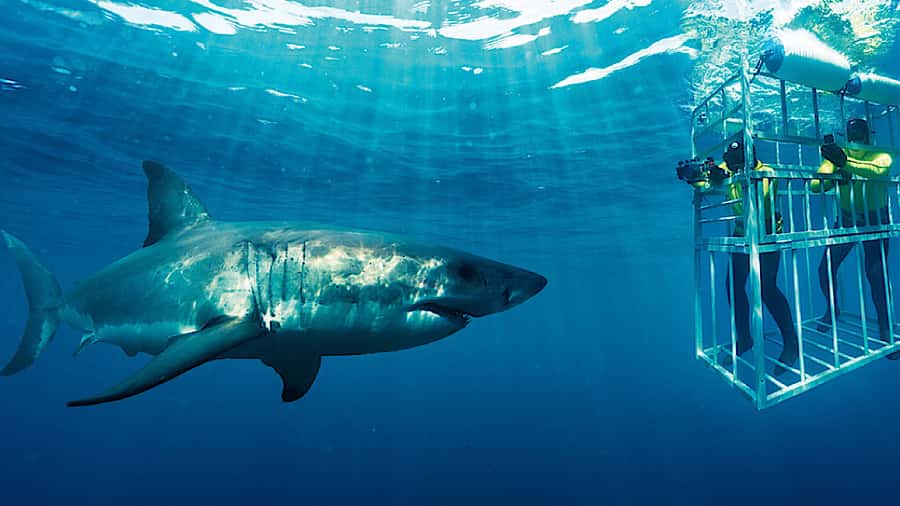 From Cape Town: Shark Cage Diving and Penguin Tour - What the shark encounter is really like
