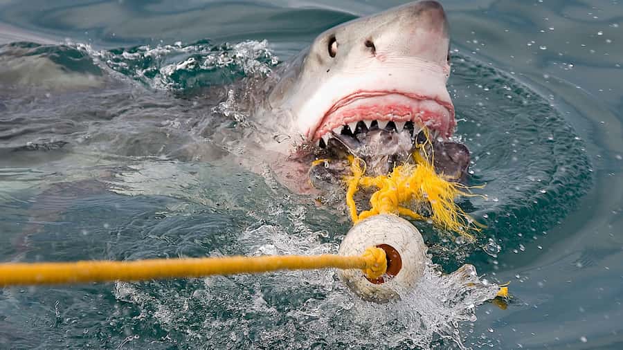 From Cape Town: Shark Cage Diving and Penguin Tour - Practical ways to make the day better
