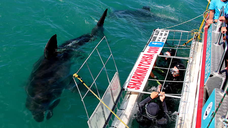 From Cape Town: Shark Cage Diving and Penguin Tour - Preparing for the cage in Gansbaai