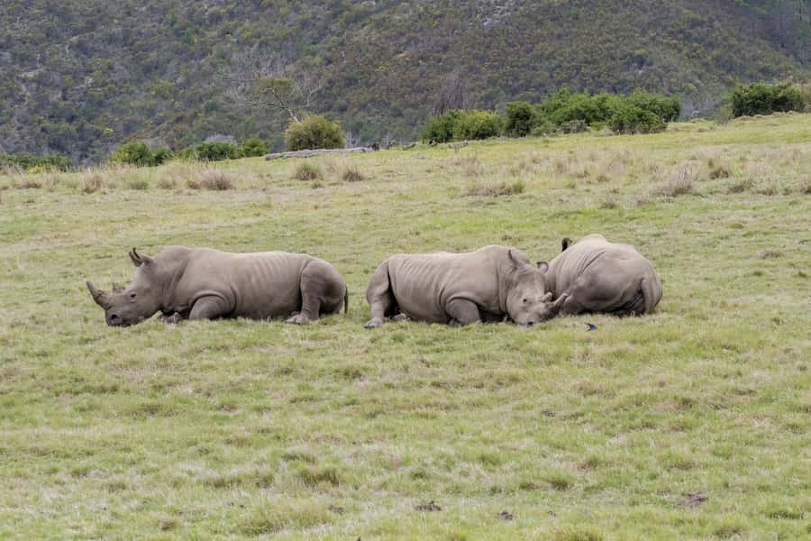 From Cape Town: South African Wildlife and Safari 2-Day Tour - Key points to know before booking