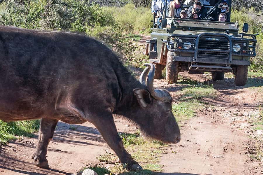 From Cape Town: South African Wildlife and Safari 2-Day Tour - Who should book this two-day safari?