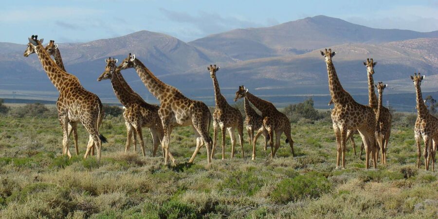From Cape Town: South African Wildlife and Safari 2-Day Tour - Oudtshoorn and a night under Klein Karoo skies