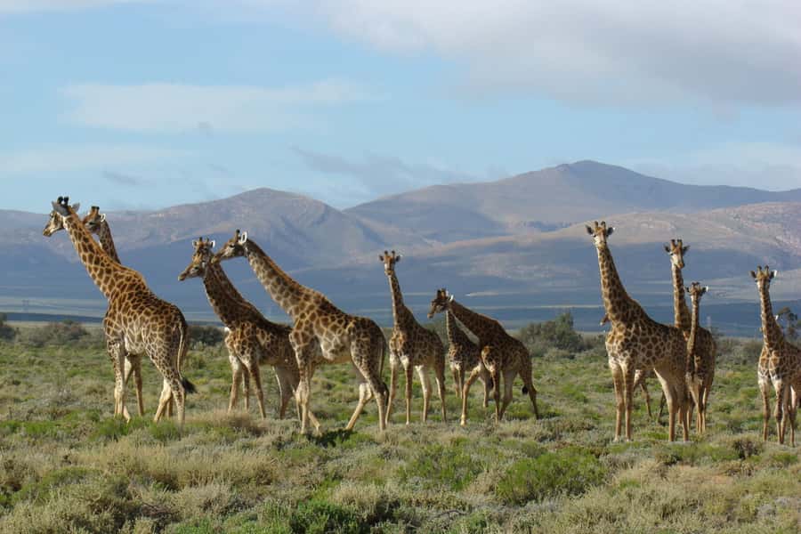From Cape Town: South African Wildlife and Safari 2-Day Tour - The optional elephant observation is worth weighing
