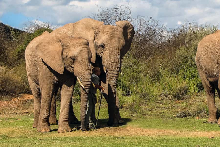 From Cape Town: South African Wildlife and Safari 2-Day Tour - Returning on Route 62