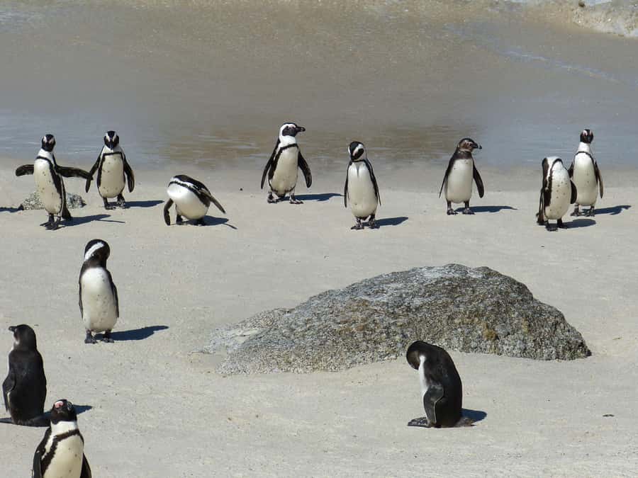 From Cape Town: Table Mountain and Cape of Good Hope Tour - Camps Bay and Hout Bay from the van